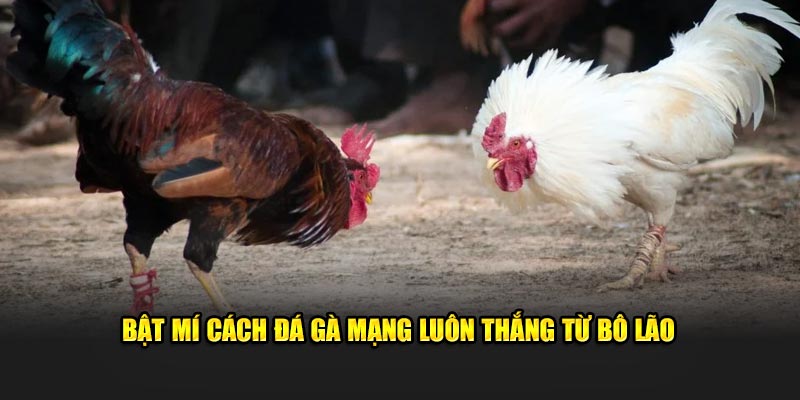 Bật mí cách đá gà mạng luôn thắng từ bô lão